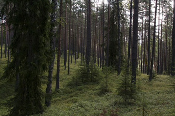Fototapeta premium Wild evergreen forest in summer