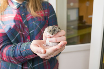 Hands of a girl in red shirt holds a small cute hamster