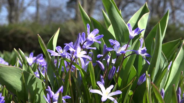 Closeup of blue squill flowers with small blooms move in wind in spring garden. Tulip leaves. 4K UHD video clip.
