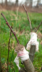 trees renovation