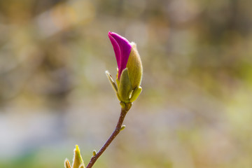Pink Magnolia buds in spring, blue sky background
