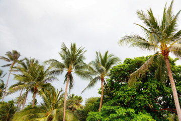 Fototapeta na wymiar Palm trees on Koh Samui island in Thailand