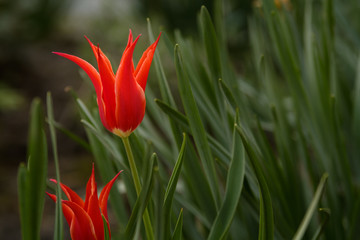 Red star tulip