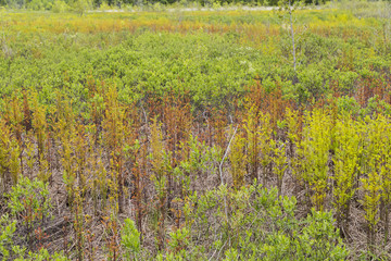 Multicolored Indigenous Vegetation of Ontario Landscape