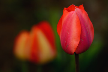 Red tulip