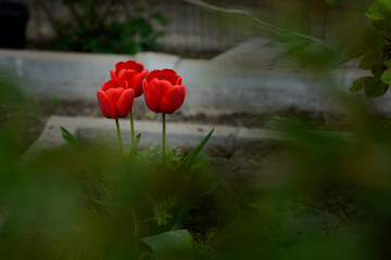 Three red tulips alone in the garden