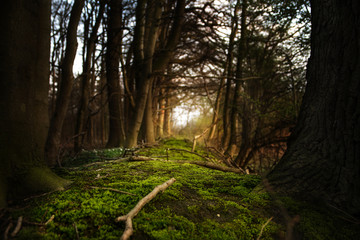 mystical forest footpath with moss leading between dark trees to the light