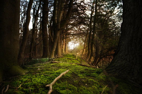 Fototapeta mystical forest footpath with moss leading between dark trees to the light