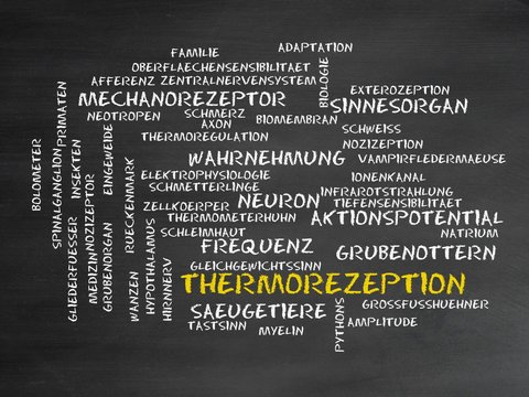 Thermorezeption