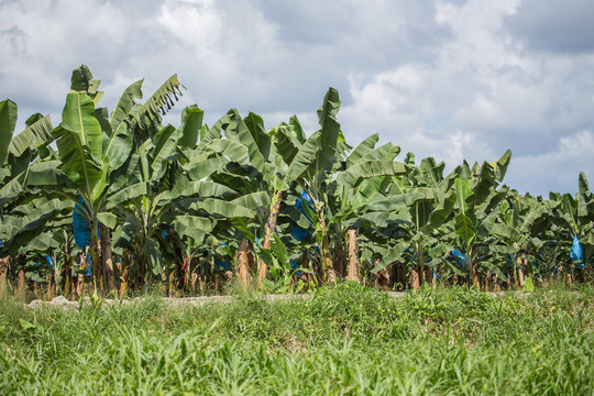 A view of the banana plantation 