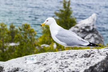 Sea Gull closeup
