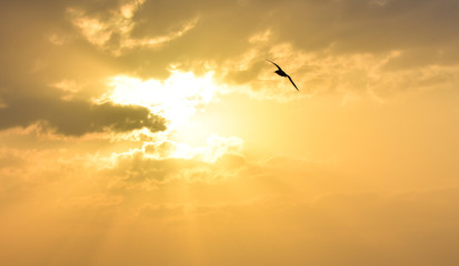 Sun between clouds and a bird flying.