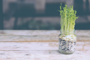 Organic herb grown in glass jar