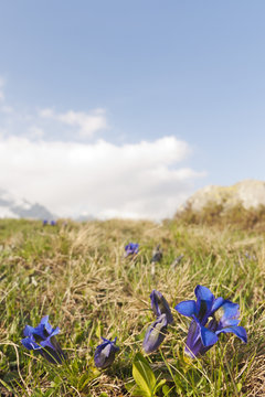Bergblumen blauer Enzian - Enziane auf einer Alpenwiese mit Text Freiraum