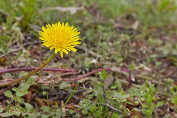 Isolated yellow dandelion (Taraxacum official)