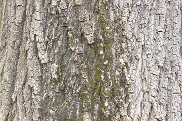 Tree bark with some moss