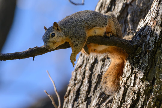 Fox Squirrel Laying on Branch flipping off camera