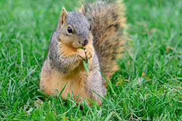 Naklejka na ściany i meble Young Fox Squirrel eating grass sitting calmly in field peaceful