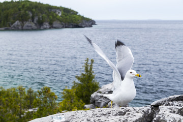 Sea Gull closeup