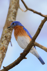 Very Bright Young Northern Bluebird Perched on a branch Colorful