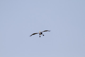 Brown Pelican setting up for landing