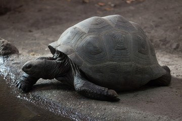 Aldabra giant tortoise (Aldabrachelys gigantea).