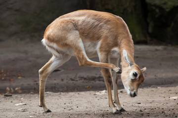 Naklejka na ściany i meble Indian blackbuck (Antilope cervicapra).