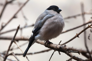 Eurasian bullfinch (Pyrrhula pyrrhula)