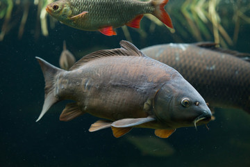 Mirror carp (Cyprinus carpio carpio)