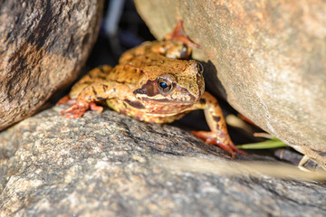 Frog between the stones
