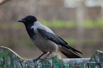 Hooded crow (Corvus cornix).