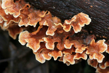 Stereum complicatum Mushrooms