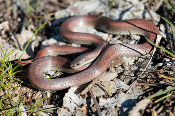 Sharp-tailed Snake