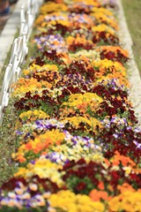 Fototapeta premium 春の花々