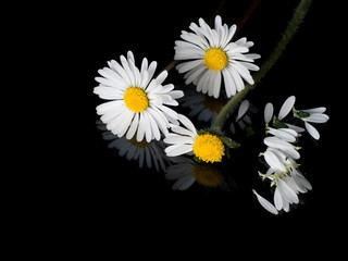 Loves me, loves me not daisies. Childhood game. Innocence concept.