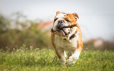 English bulldog playing with stick