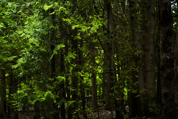 Closeup on Vegetation Outdoors