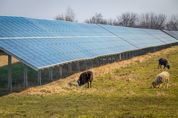 Schafe grasen im Solarpark