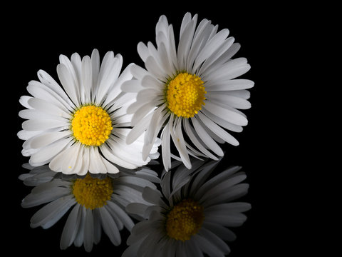 Fototapeta Two daisies, close, on shiny black with reflection