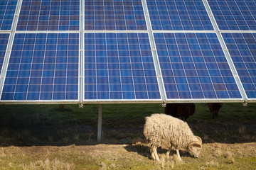 Solarstrom und Schaf