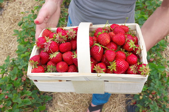 Erdbeeren-frisch von der Ernte-I-
