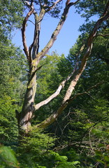 Fototapeta premium Urwald Sababurg-I-