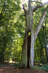 Fototapeta premium Urwald Sababurg-IX- 