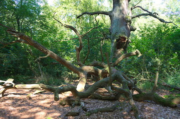 Urwald Sababurg-XIII- 
