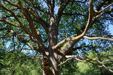 Urwald Sababurg-XVI- 