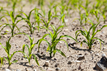 Field of green corn  