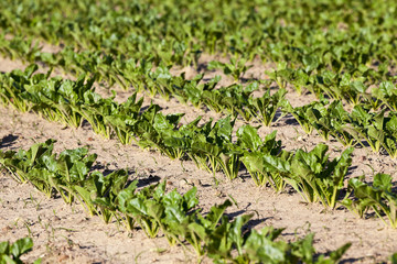 beetroot sprouts in the spring  
