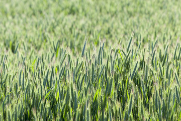 Agriculture. cereals. Spring  