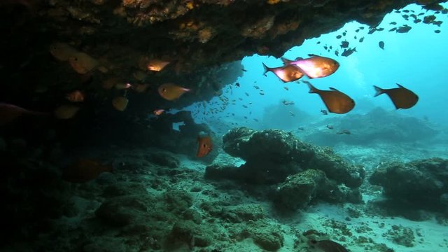 School of golden sweeper fish in reef underwater at Aliwal Shoal, Durban, South Africa 