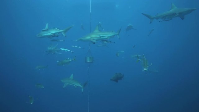 Oceanic blacktip sharks, tuna, grouper and other fish on baited scuba dive at Aliwal Shoal, Durban, South Africa